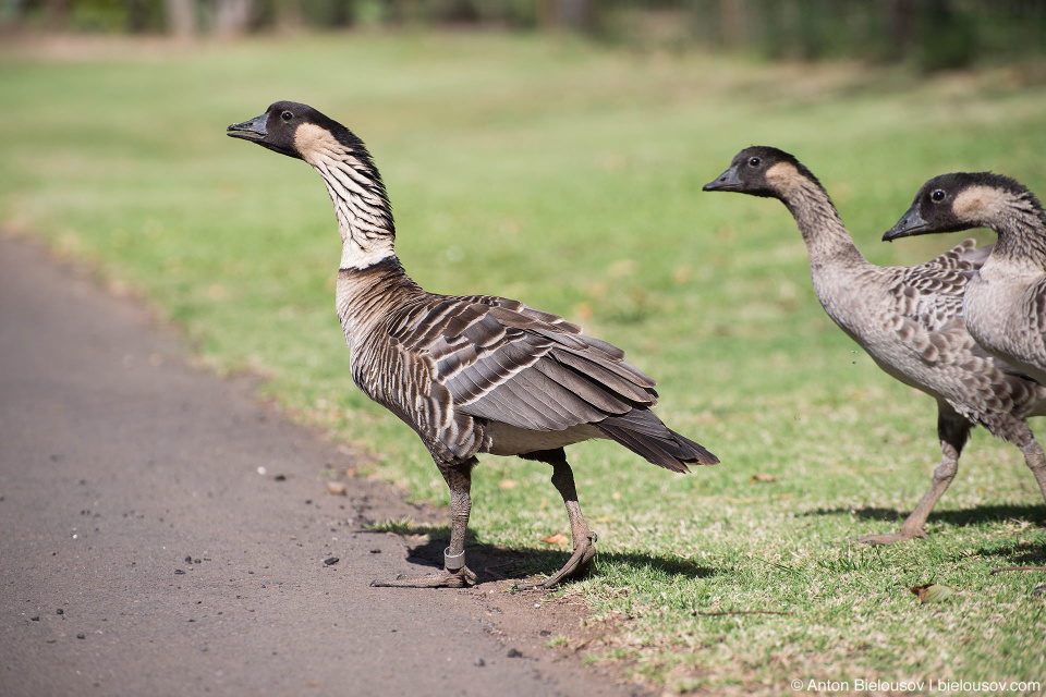 Nēnē Geese (Maui, HI)