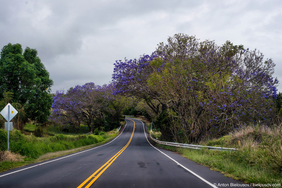 Haleakala highway (Maui, HI)