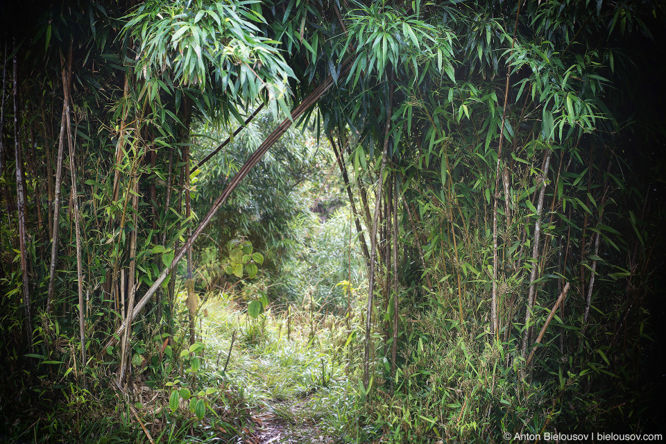 Upper Na’ili’ili-Haele Falls trail (Maui, HI)