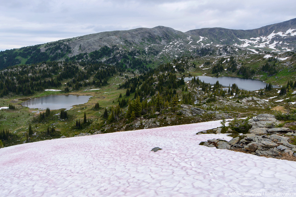 Pink snow, on Trophy Mountain, July 1 2016