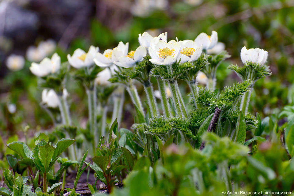 White Pasque Flower