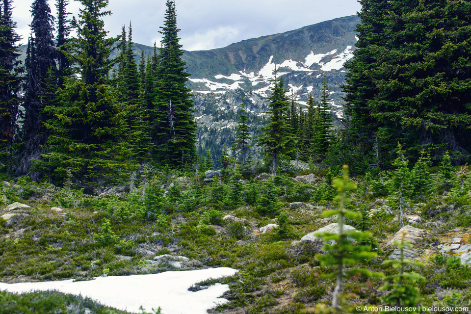 Wells mountain. Зигальга тундра. Альпийская тундра. Горная тундра Зигальга. Национальный парк Зигальга реликтовые леса.