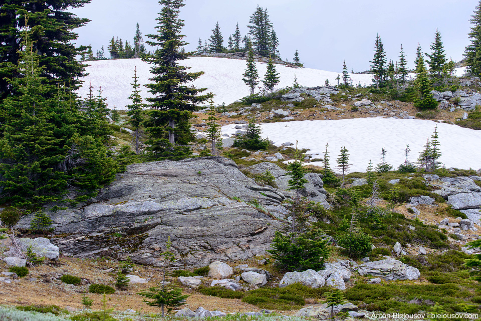 Альпийская тундра, Trophy Mountain (Wells Gray Provincial Park, BC)