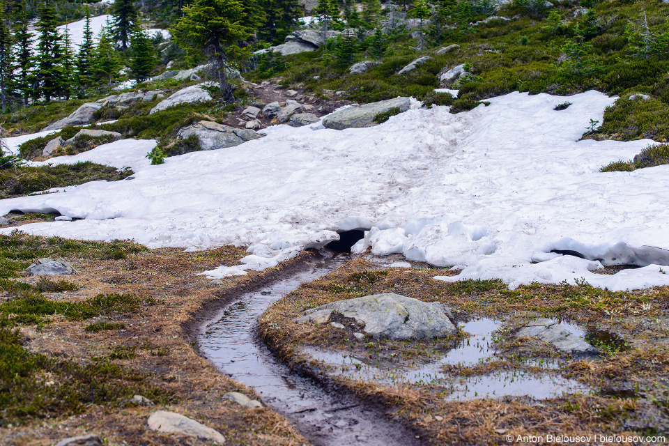 Снег на тропе на Trophy Mountain (Wells Gray Provincial Park, BC)