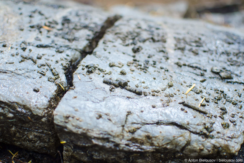 Worms fossils exposed in Horne Lake Caves Provincial Park (Vancouver Island, BC)