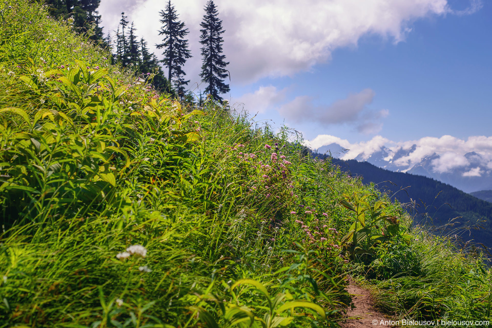 Тропа через альпийские луга на Cheam Peak