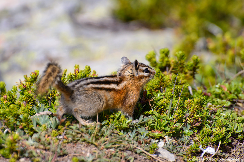 Chipmunk at Cheam Peak