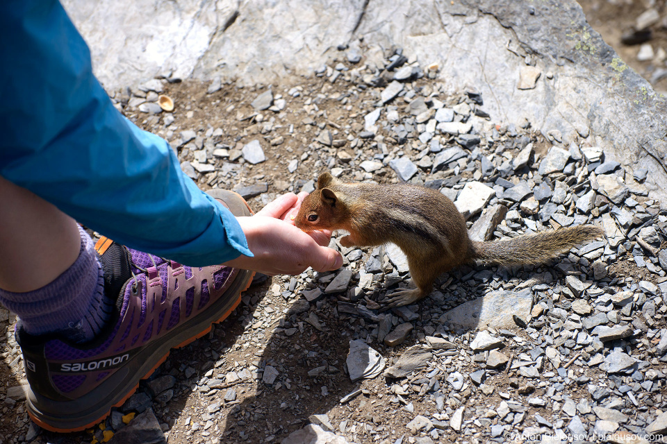 Ground Squirrel at Cheam Peak