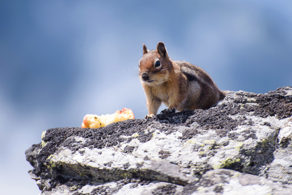 Ground Squirrel at Cheam Peak