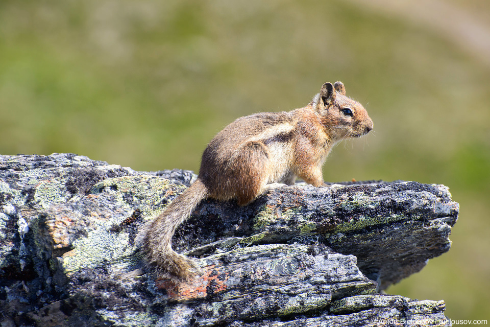 Ground Squirrel at Cheam Peak