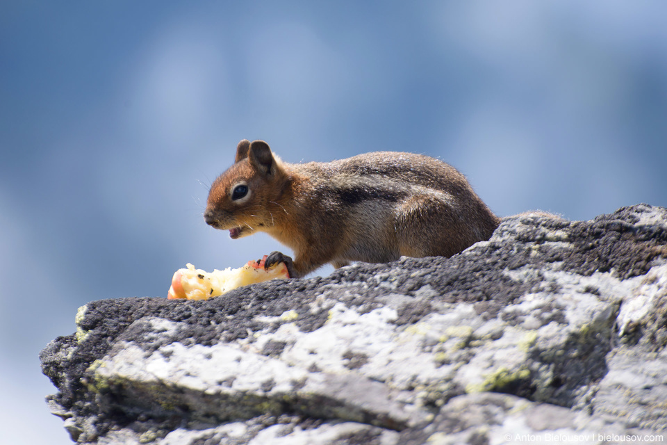 Ground Squirrel at Cheam Peak