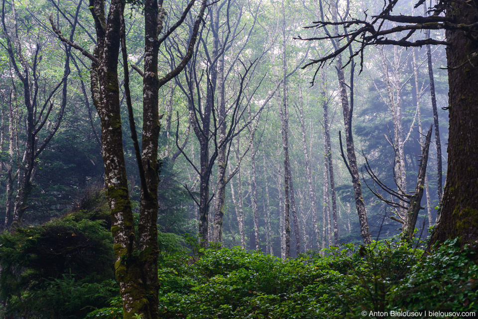 Pacific Rim National Park