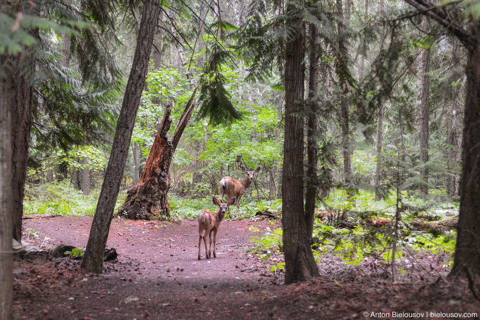 Олени на тропе Shuswap Lake Provincial Park