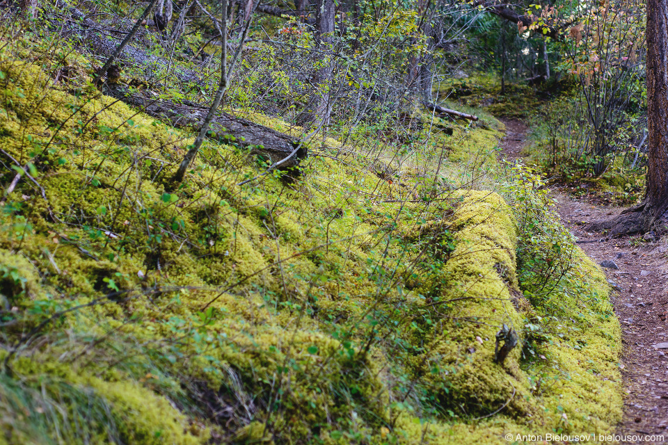 Copper Island loop trail (Shuswap Lake Provincial Park, BC)