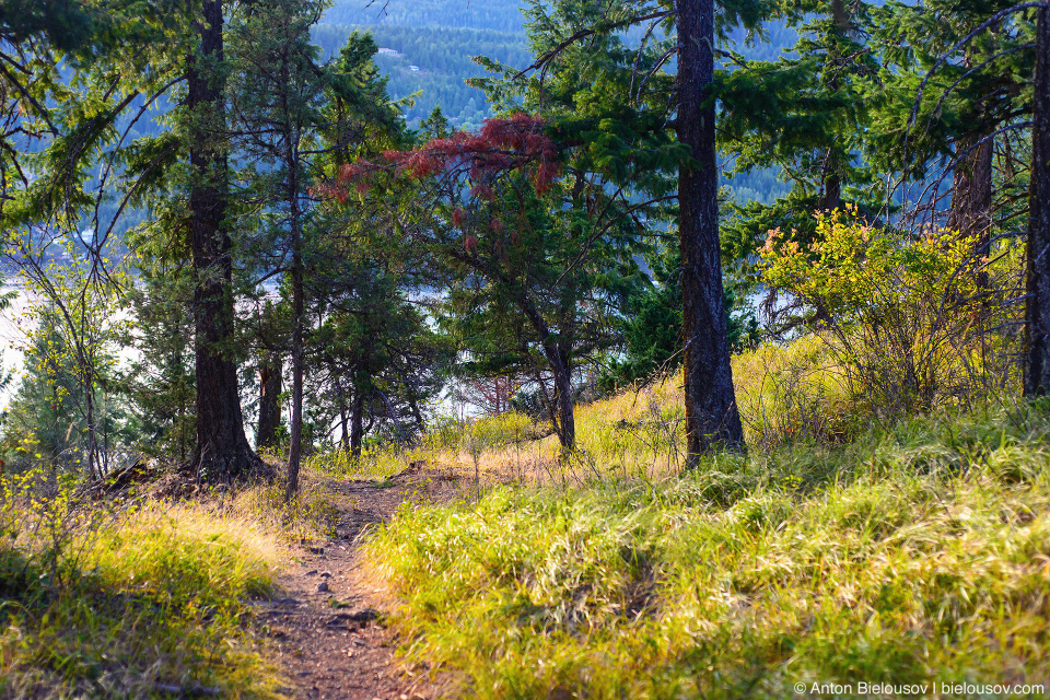 Copper Island loop trail (Shuswap Lake Provincial Park, BC)