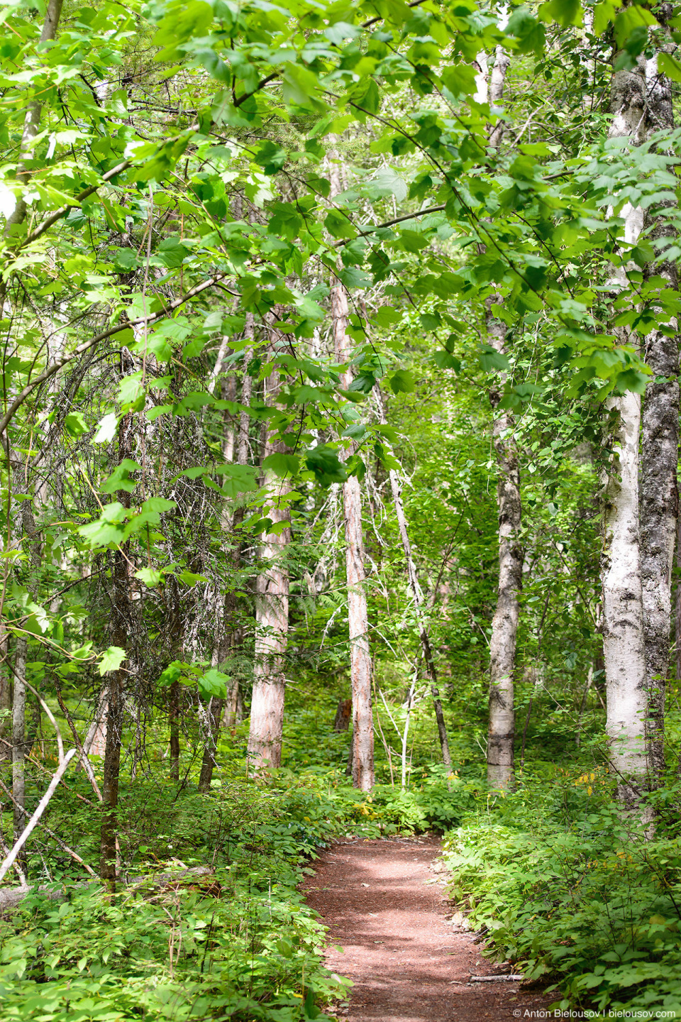 Shuswap Lake Provincial Park Discovery Trail