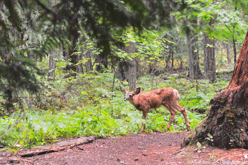 Олененок на тропе Shuswap Lake Provincial Park