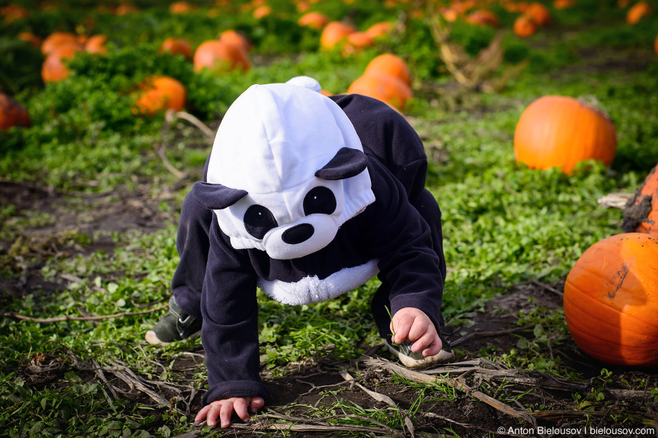 Halloween Panda Costume