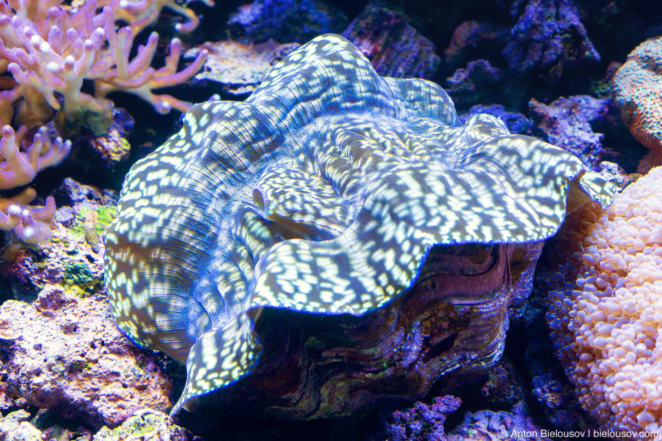 Seattle Aquarium Giant Clam