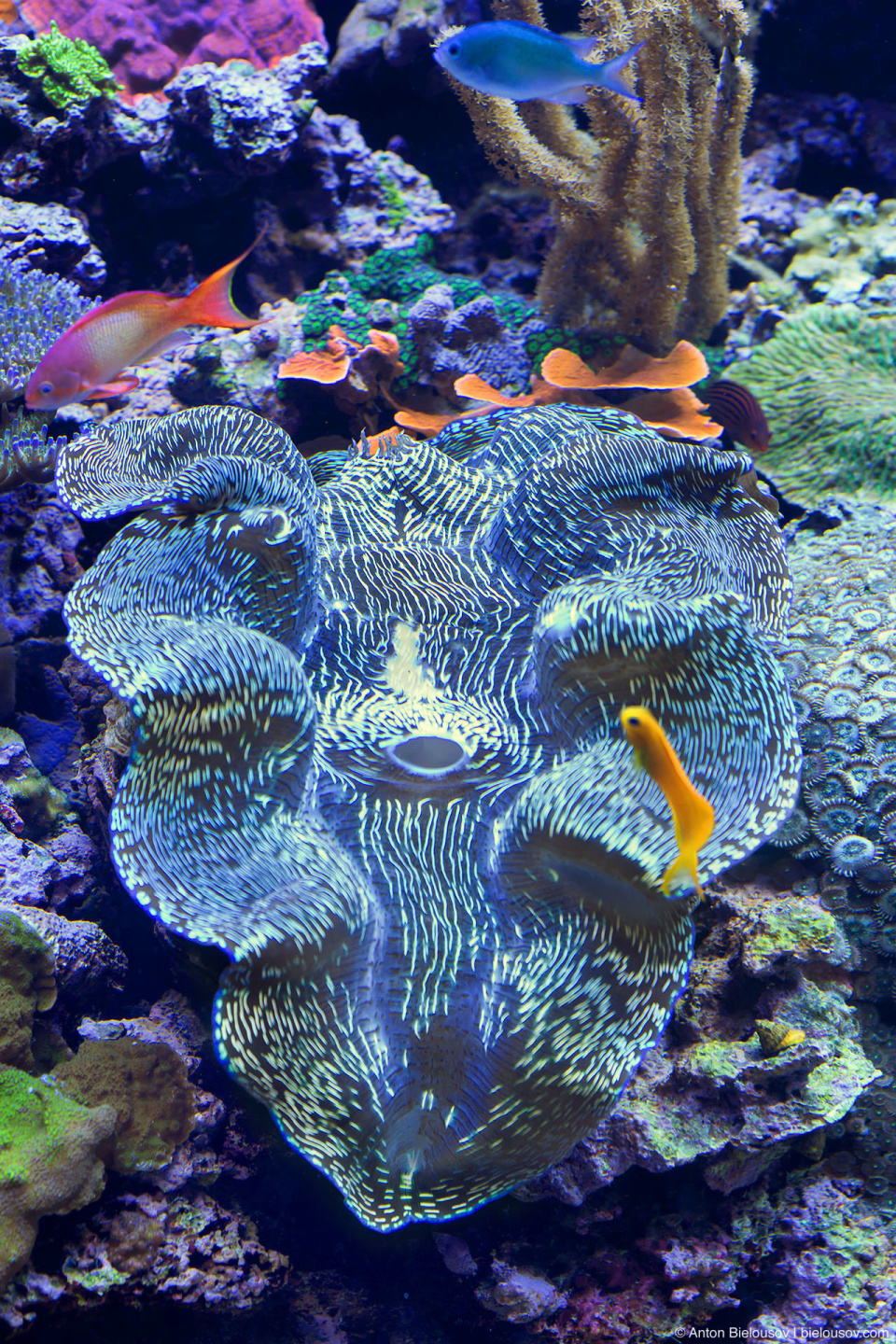 Seattle Aquarium Giant Clam