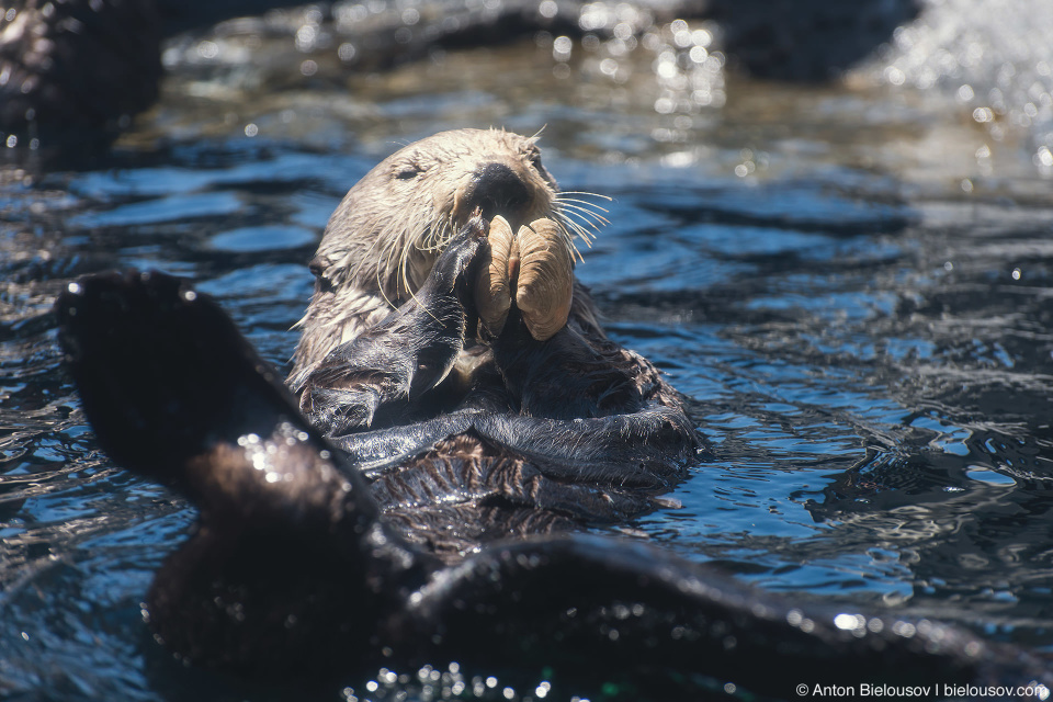 Sea Otter in Seattle Aquarium