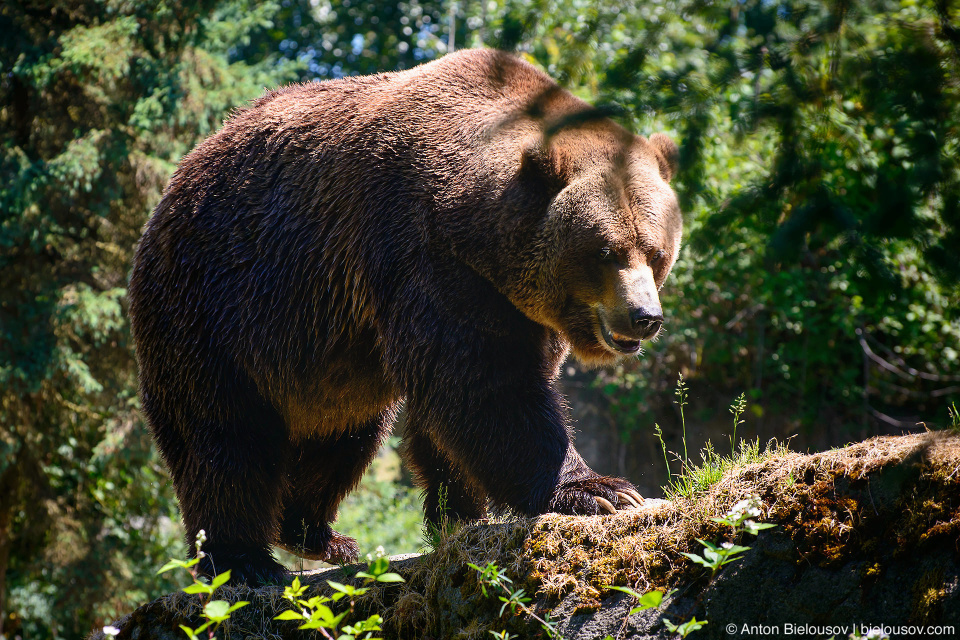 Seattle Zoo with City Pass: Grizzly Bear