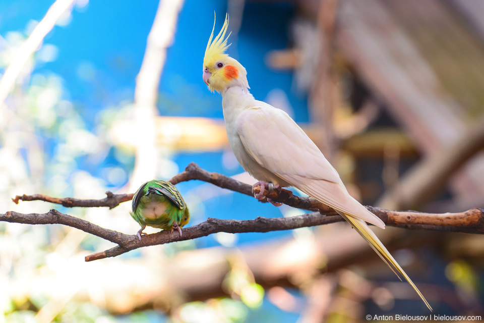 Seattle Zoo with City Pass: Parrots