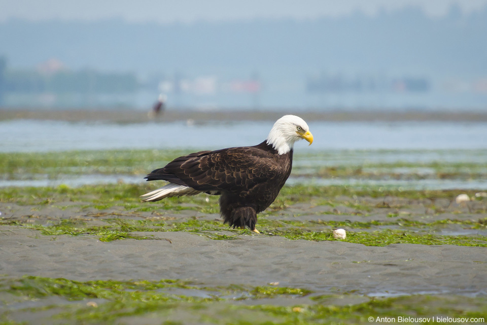 Bald Eagle — Centennial Beach (Tsawwassen), Delta, BC