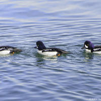 Barrow's goldeneye / Исландский гоголь