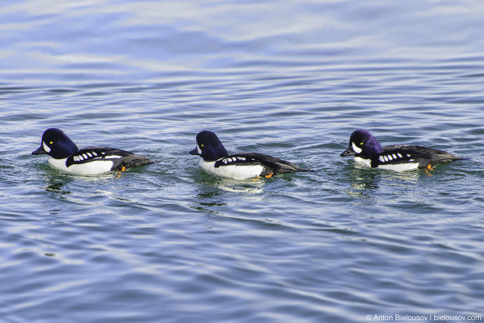 Barrow's goldeneye — Iona Beach, Richmond, BC