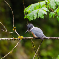 Belted Kingfisher / Опоясанный пегий зимородок