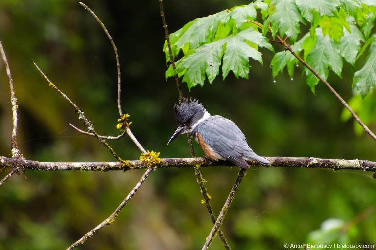 Belted Kingfisher