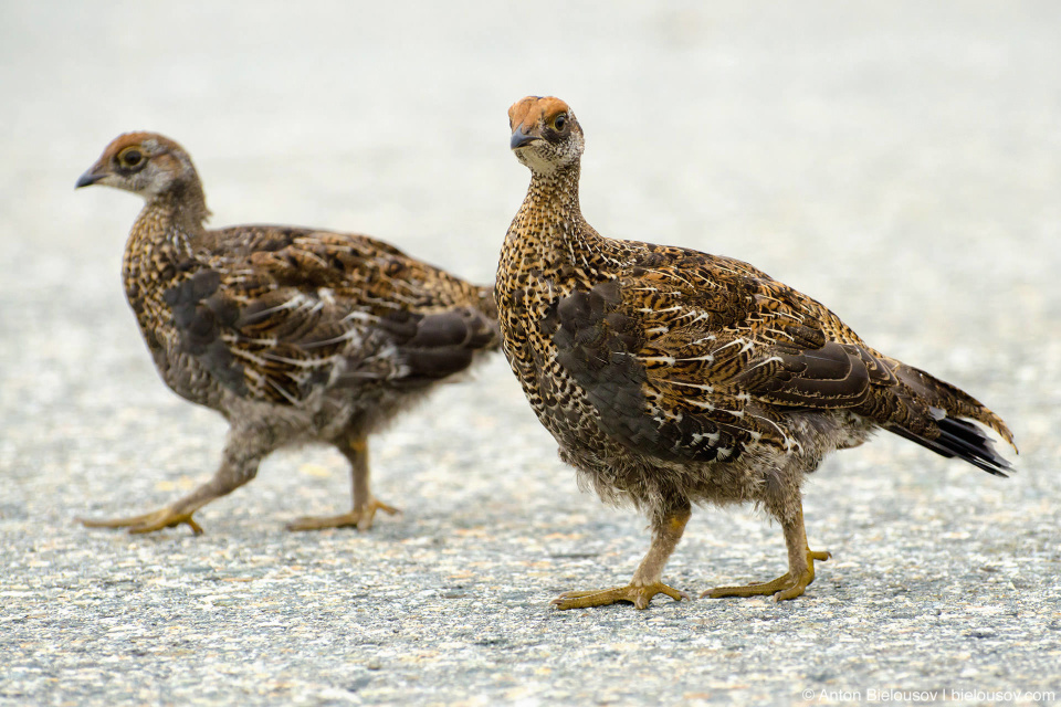 Spruce Grouse / Канадская дикуша — Seymour Mountain, North Vancouver, BC