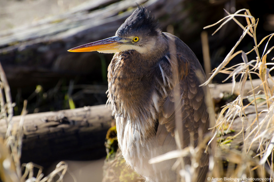 Great Blue Heron (male) — Richmond, BC