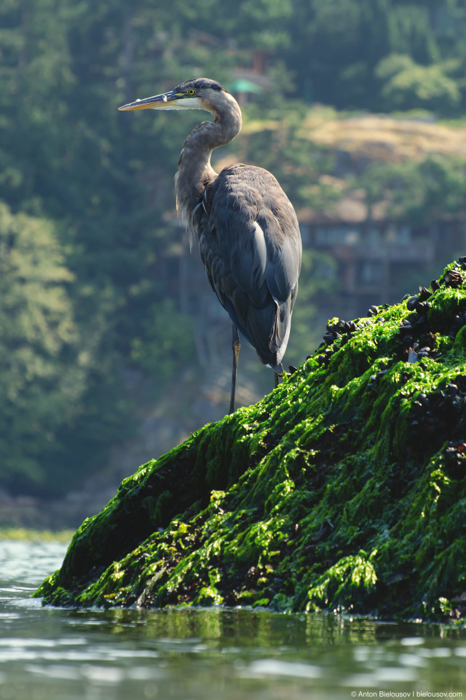 Great Blue Heron — Whytecliff Park, North Vancouver, BC