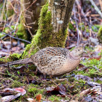 Ring-necked pheasant / Обыкновенный фазан