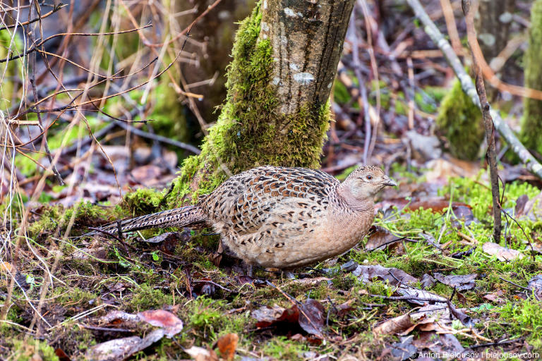 Ring-necked pheasant