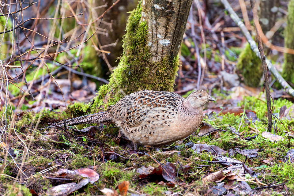 Ring-necked pheasant / Обыкновенный фазан