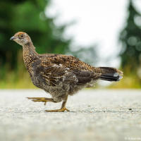 Spruce Grouse / Канадская дикуша