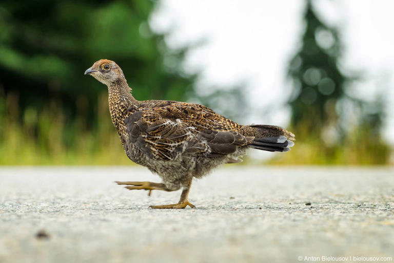 Spruce Grouse