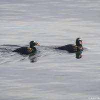 Surf scoter / Пестроносый турпан