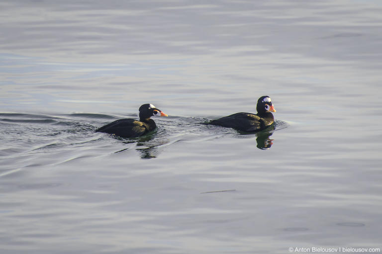 Surf scoter