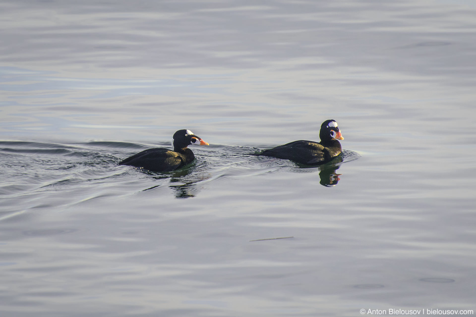 Surf scoter — Iona Beach, Richmond, BC