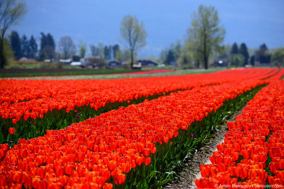 Фестиваль тюльпанов — Tulips of the Valley: Fraser Valley Tulip Festival