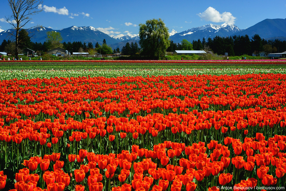 Фестиваль тюльпанов — Tulips of the Valley: Fraser Valley Tulip Festival