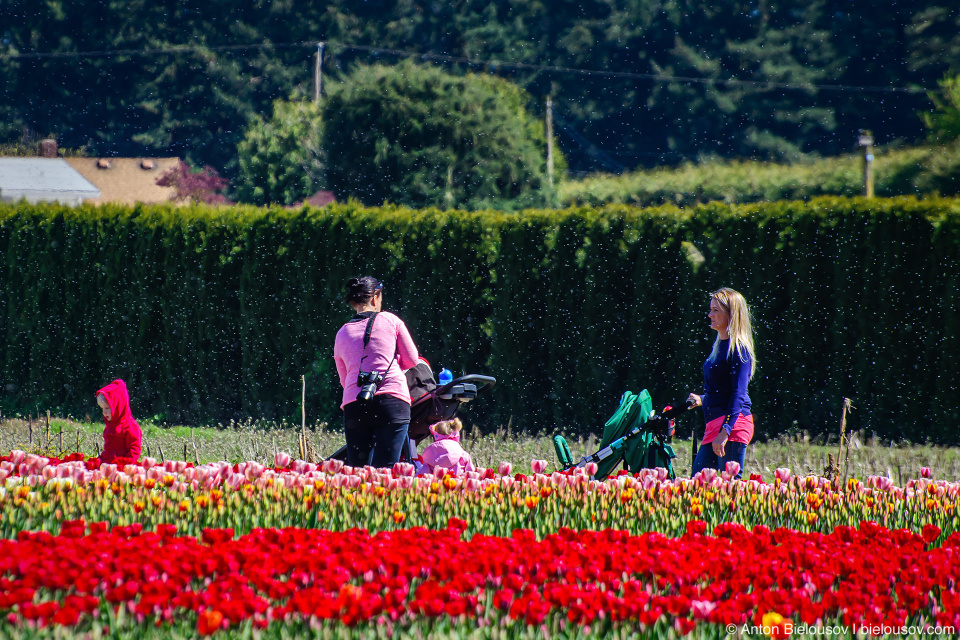 Фестиваль тюльпанов — Tulips of the Valley: Fraser Valley Tulip Festival