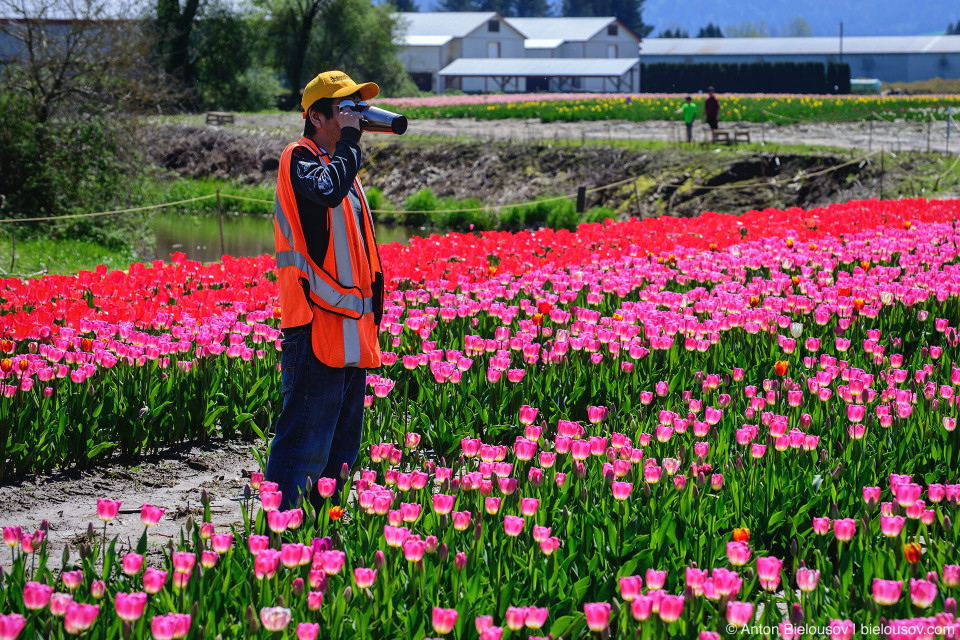 Фестиваль тюльпанов — Tulips of the Valley: Fraser Valley Tulip Festival