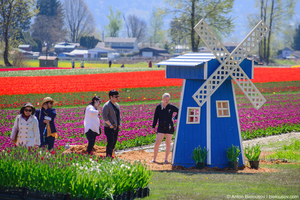 Фестиваль тюльпанов — Tulips of the Valley: Fraser Valley Tulip Festival: мельница