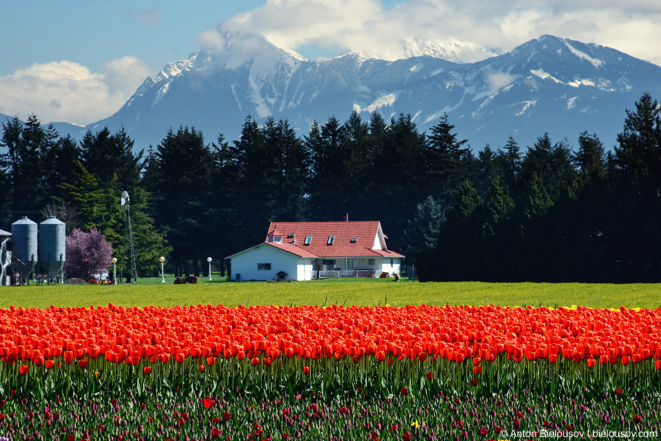 Фестиваль тюльпанов — Tulips of the Valley: Fraser Valley Tulip Festival (Cheam Peak)