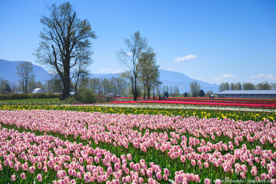 Фестиваль тюльпанов — Tulips of the Valley: Fraser Valley Tulip Festival